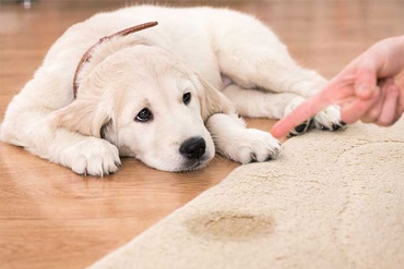 Pet Urine and Stain Removal from Carpets