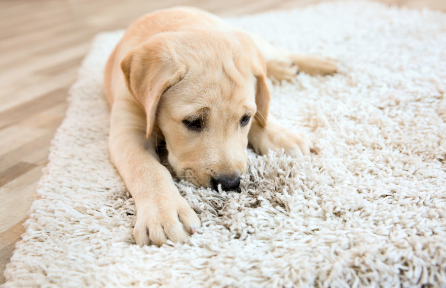 Creating a Pet-Friendly Home: Rug Care Essentials