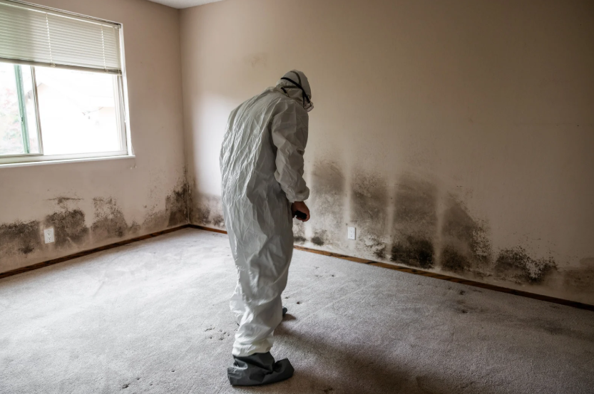 Mold Prevention in Carpets: A Guide to Humidity Control